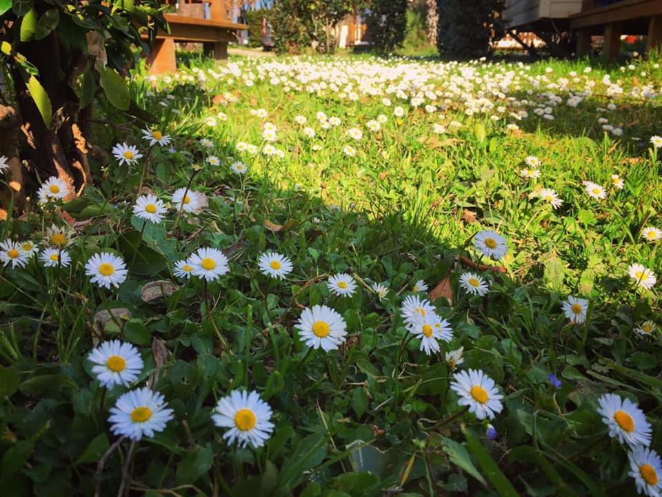 Village Tuscia Tirrenica Holiday park Tarquinia